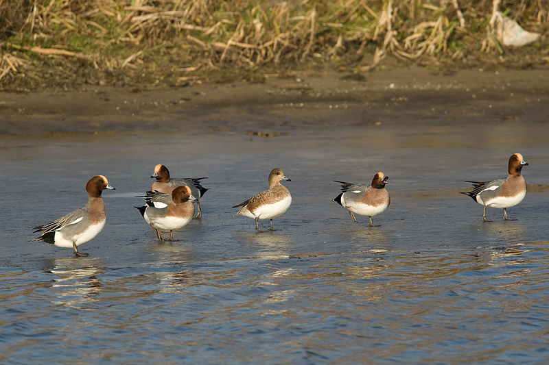 Anas penelope Smient Eurasian Wigeon